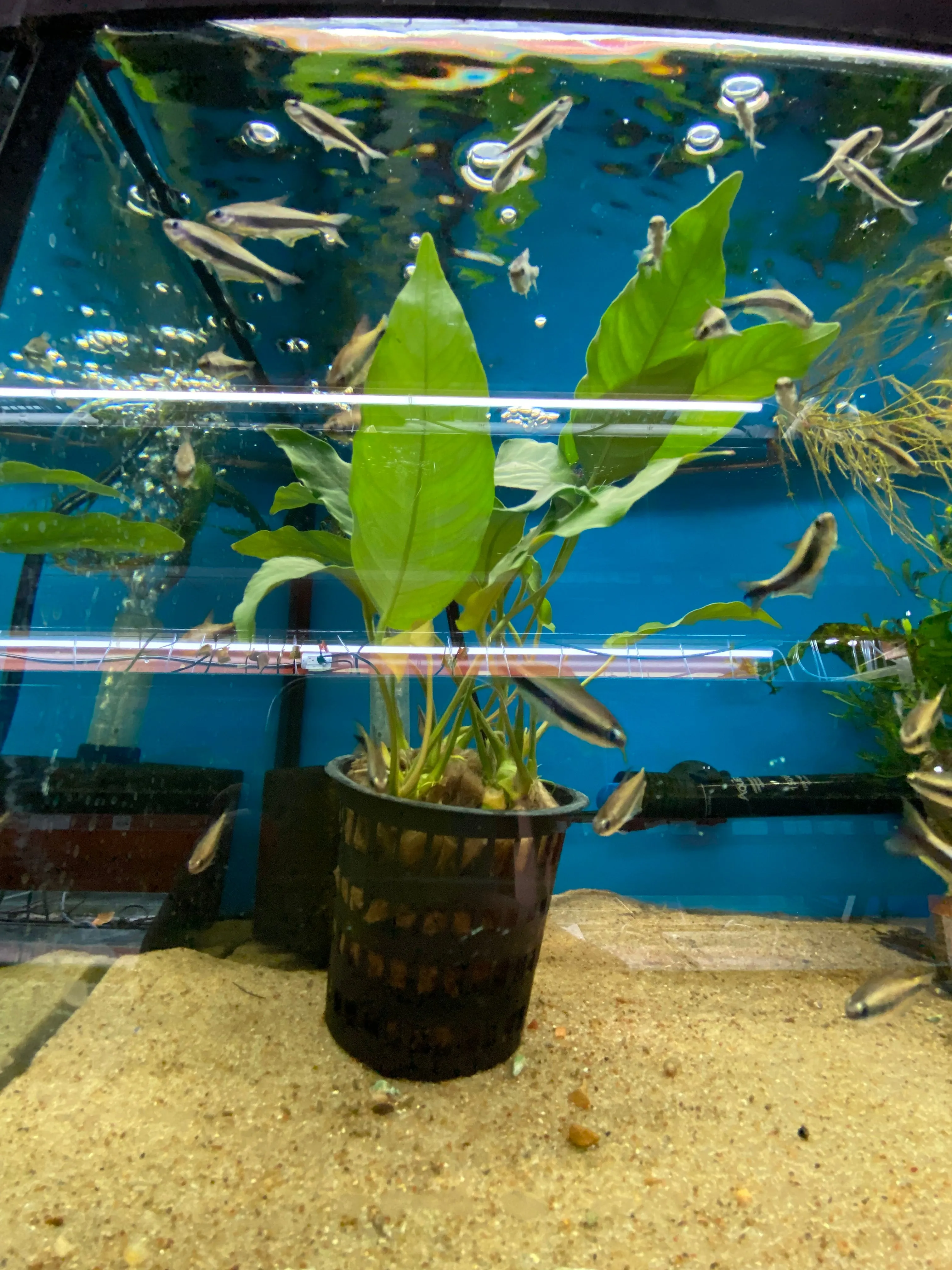 Anubias sp. 'Short and Sharp'