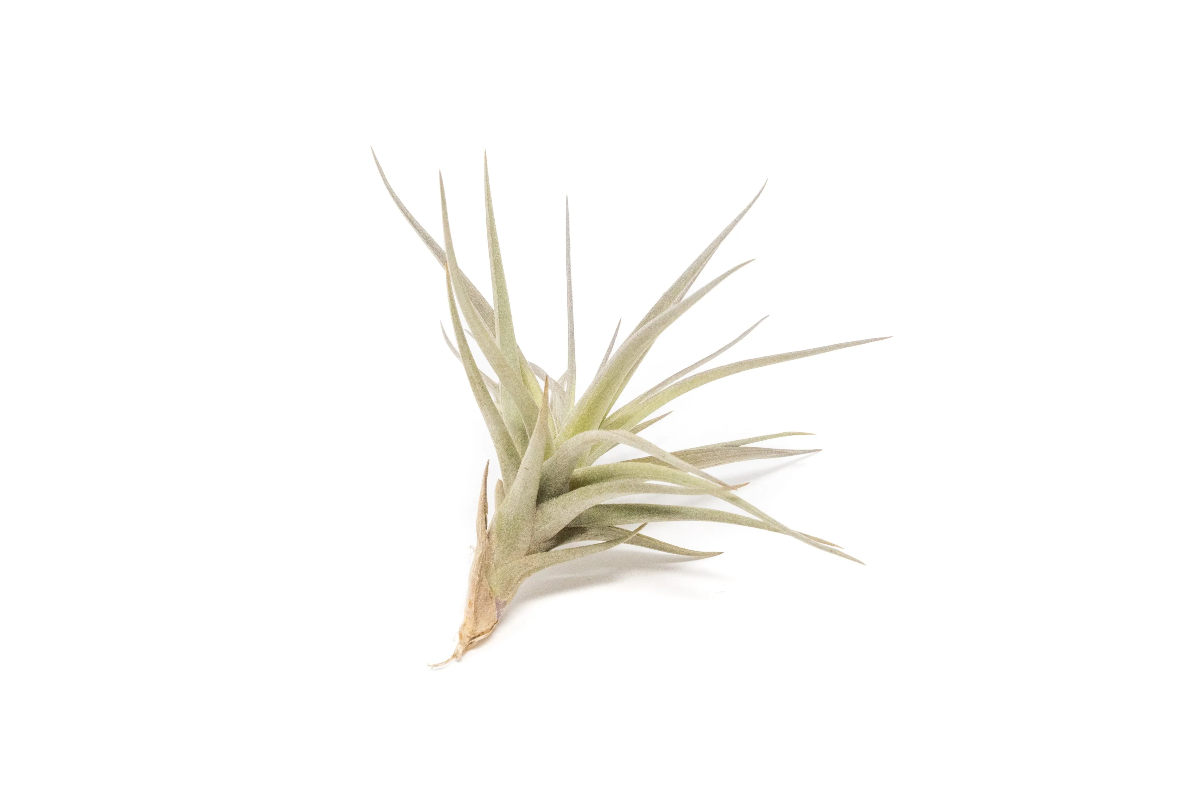 The Elegant Collection of 5 Tillandsia Air Plants   1 Year Fertilizer Pack