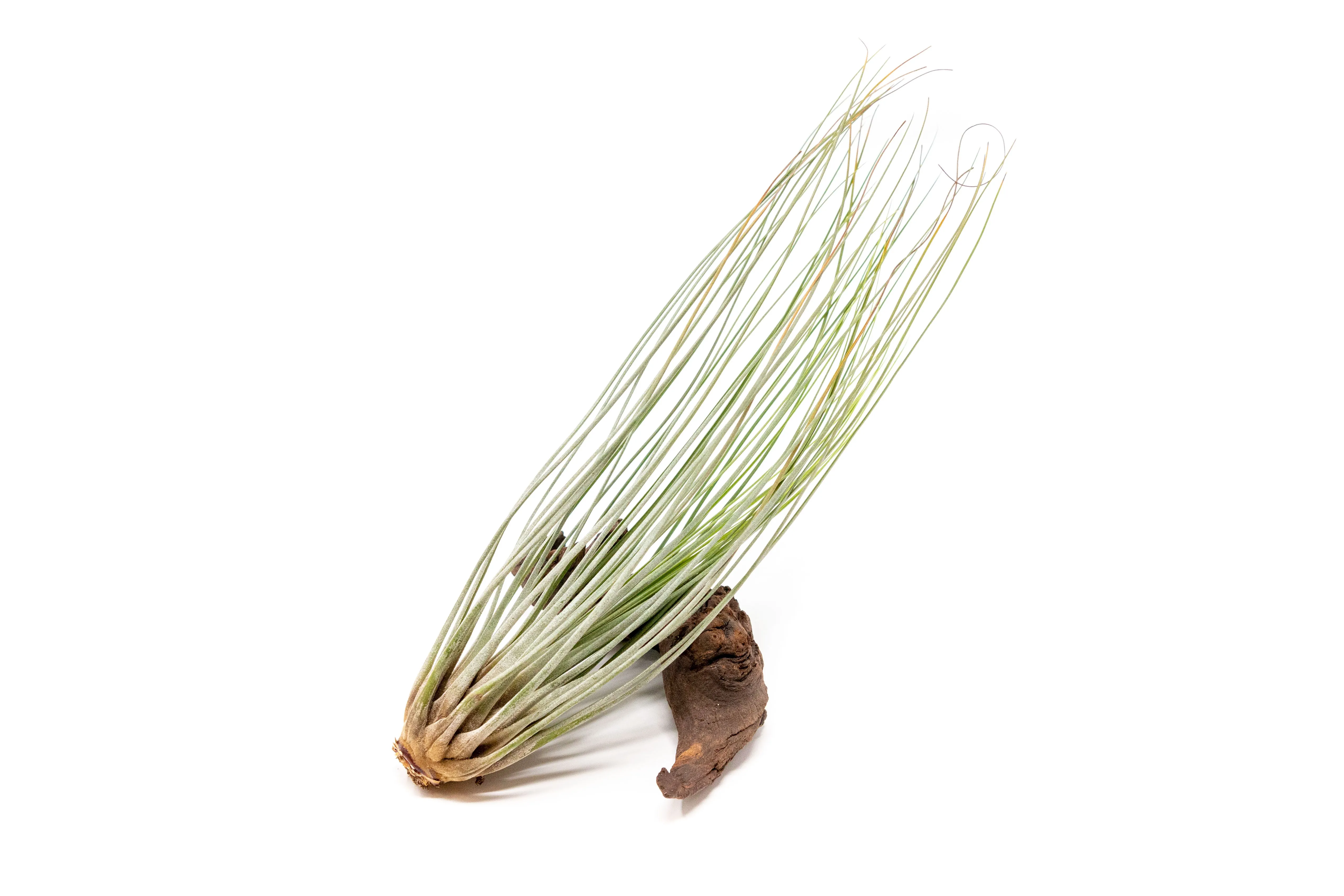 The Elegant Collection of 5 Tillandsia Air Plants   1 Year Fertilizer Pack