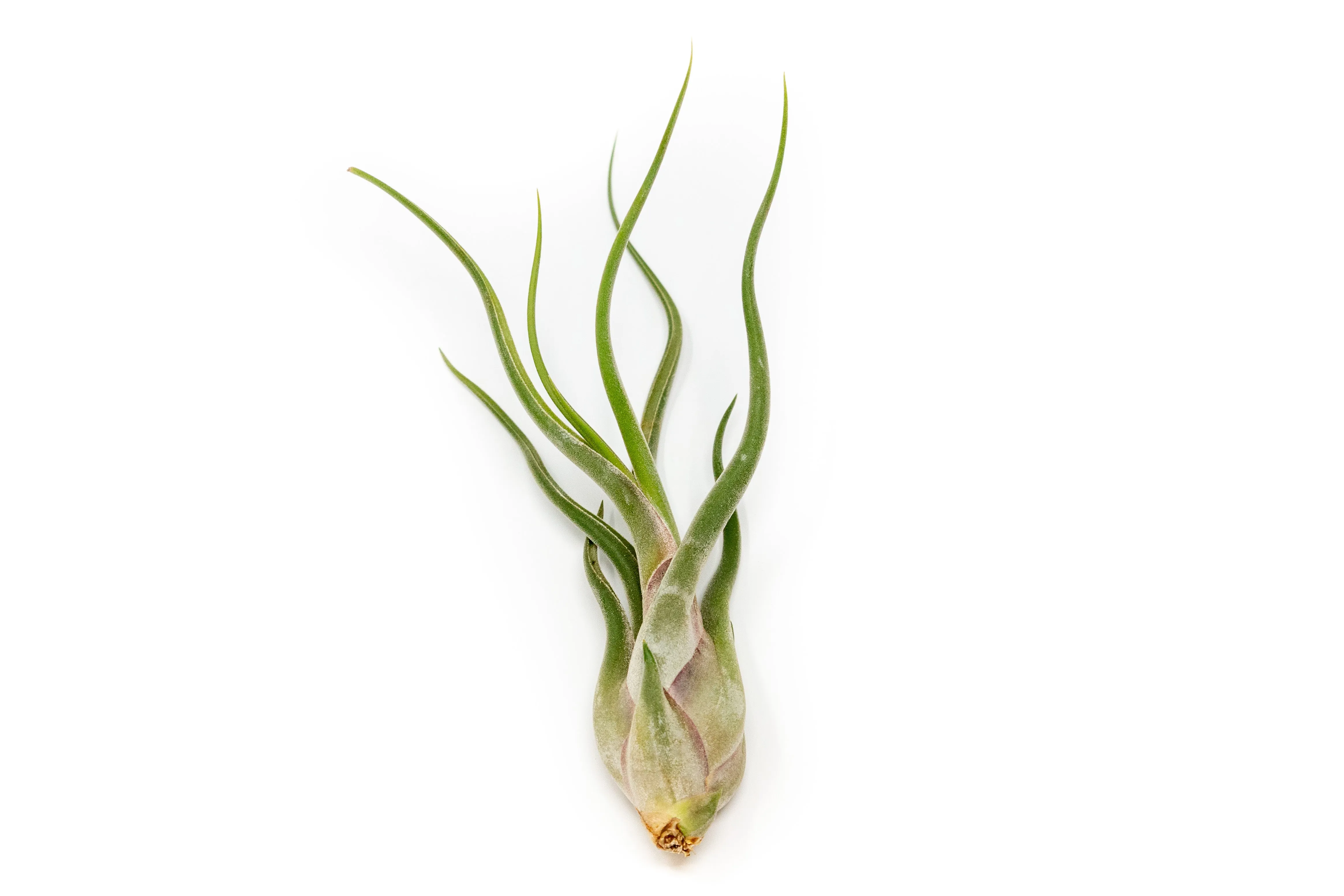 The Elegant Collection of 5 Tillandsia Air Plants   1 Year Fertilizer Pack