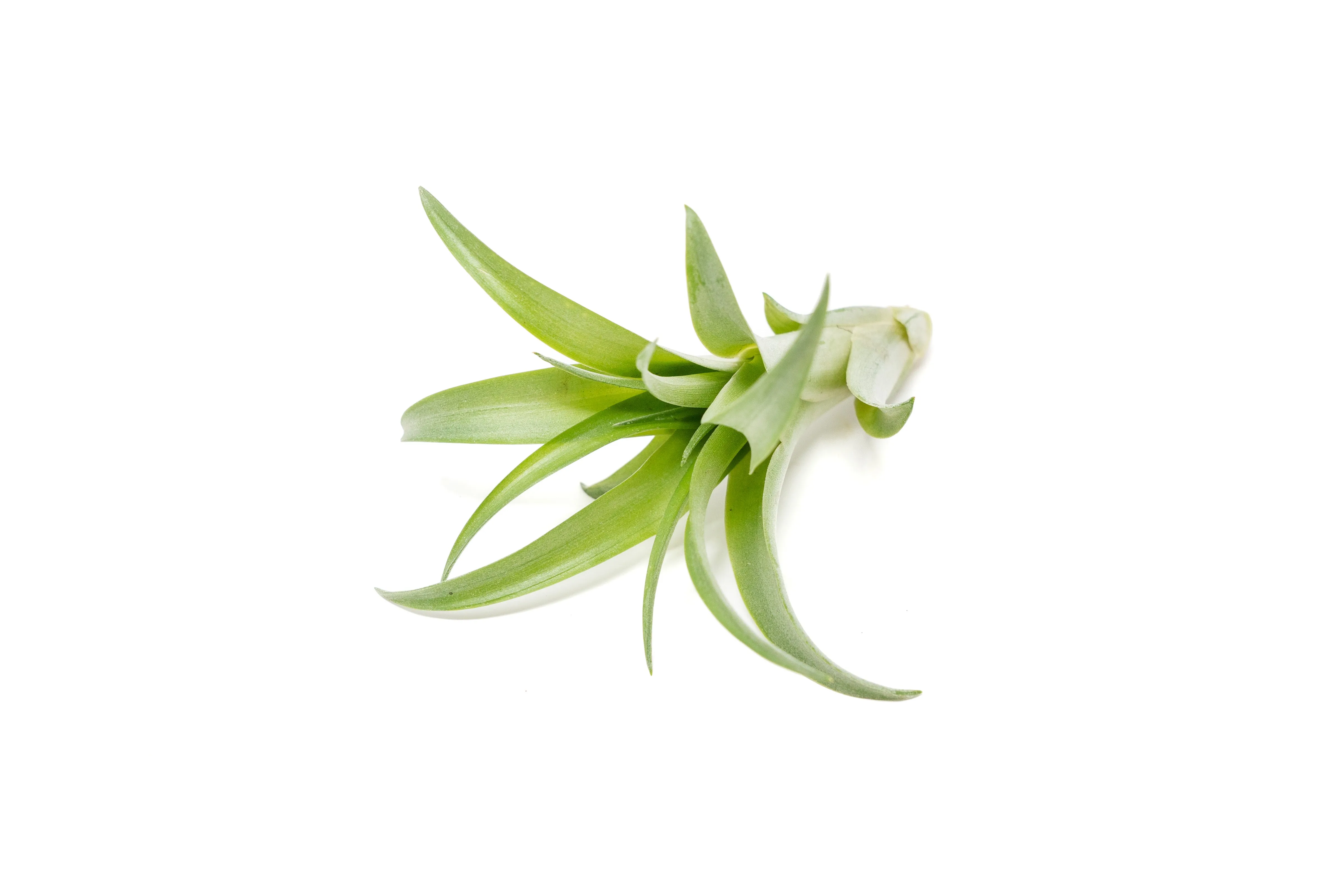 The Elegant Collection of 5 Tillandsia Air Plants   1 Year Fertilizer Pack