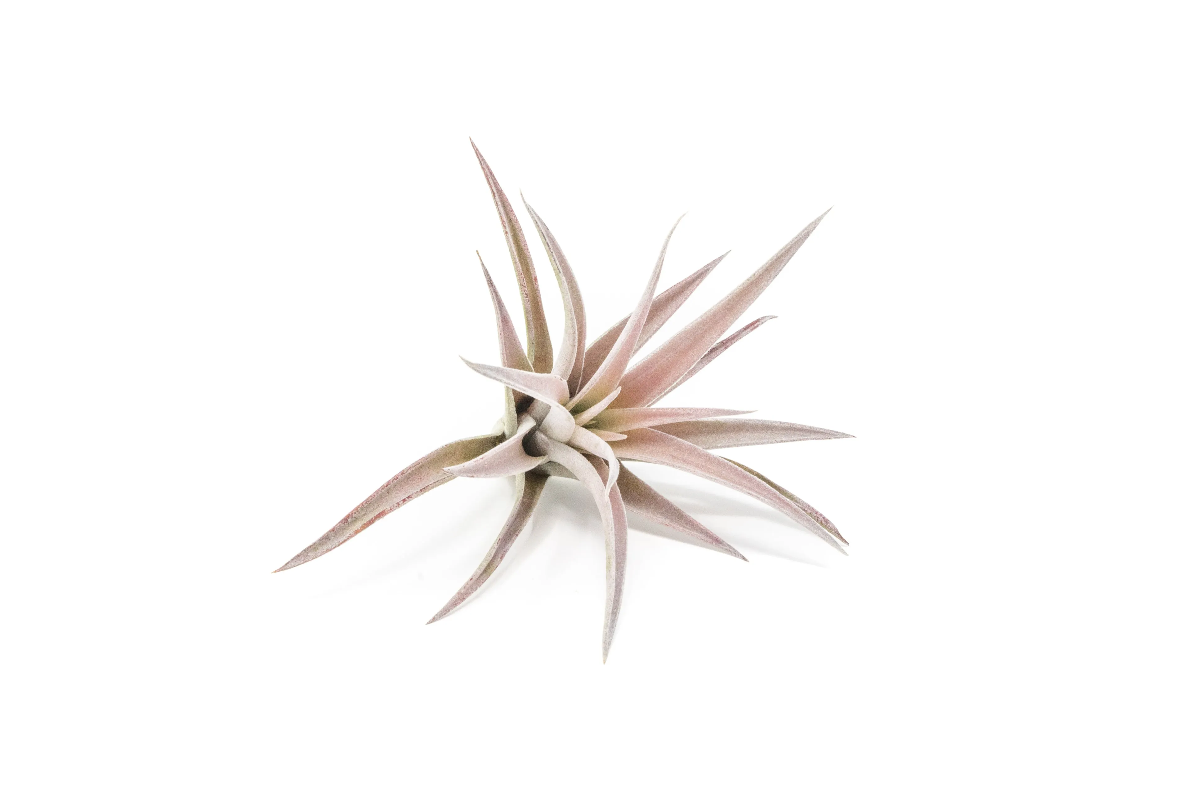 The Elegant Collection of 5 Tillandsia Air Plants   1 Year Fertilizer Pack