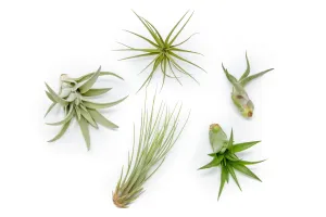 The Elegant Collection of 5 Tillandsia Air Plants   1 Year Fertilizer Pack
